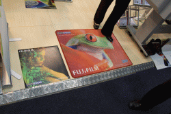 Carpet_-_Frog_250