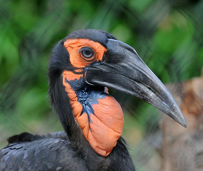 Ground Hornbill