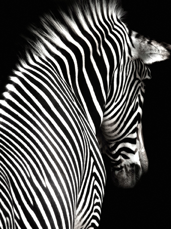 Heytex Zebra