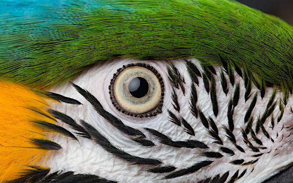 parrot for box final