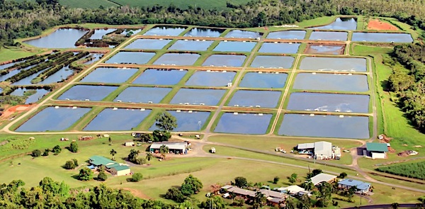 Pejo sale water Barramundi farm in North QLD