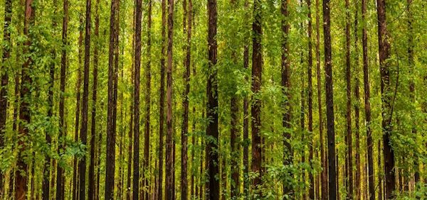 European Scientist Sustainable forestry 397kfml1wkp6hf31htlbsw