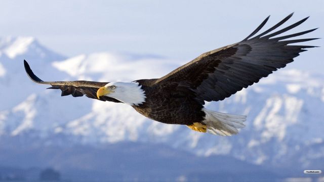 Markzware Eagle