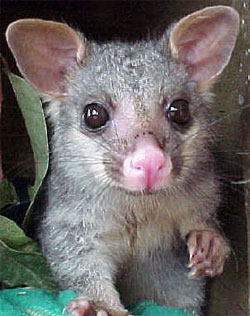 OpalPaper Possum2