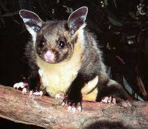 AP Yellow Bellied Glider