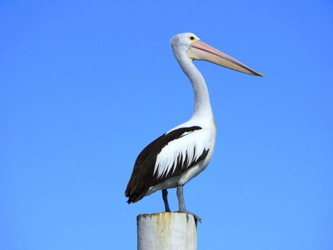 Andy PelicanBrief