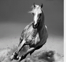 PAF horse
