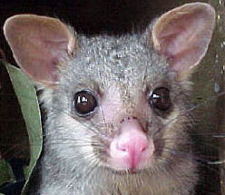 OpalPaper Possum2 sq