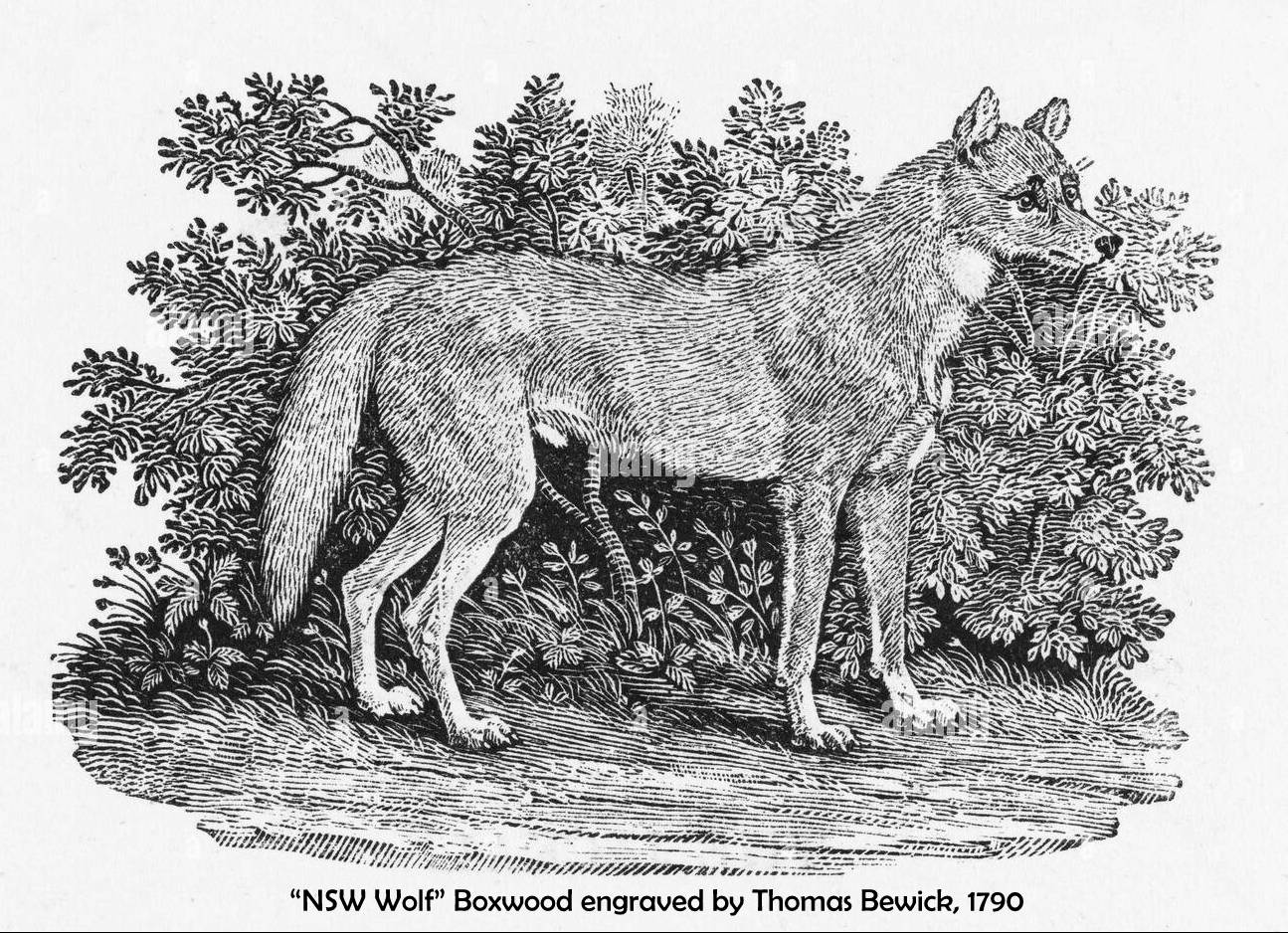 bewick NSW wolf