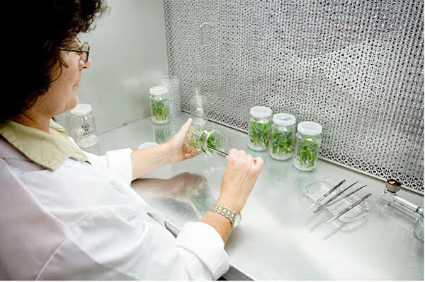sterile_tissue_culture.jpg