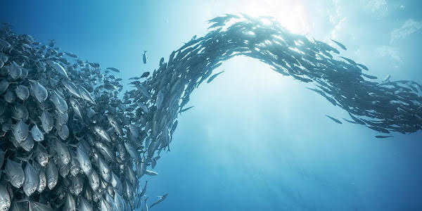 jack_fish.jpg
