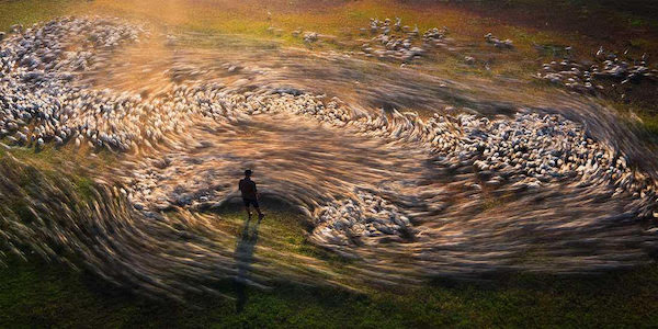 vortex_of_ducks.jpg