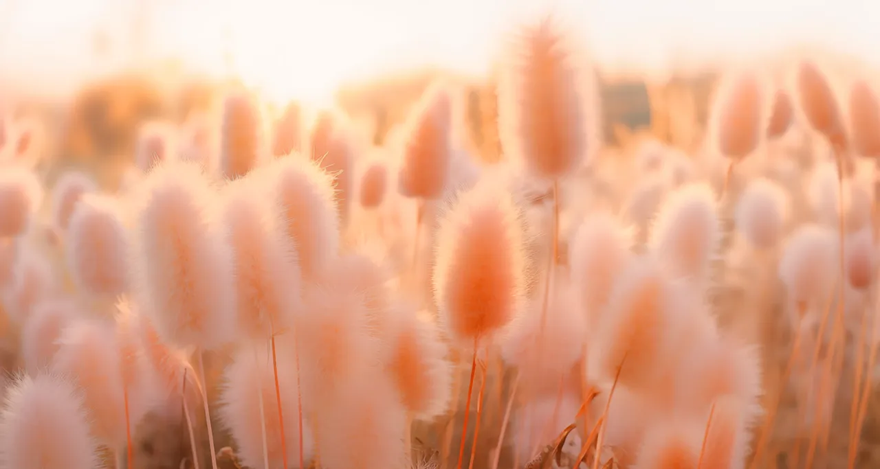 pantone color of the year 2024 field