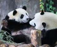 Pandas